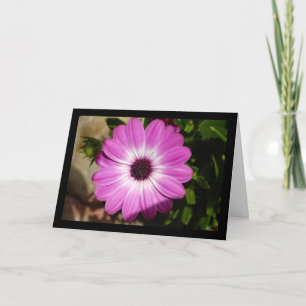 Purple African Daisy Flower Card