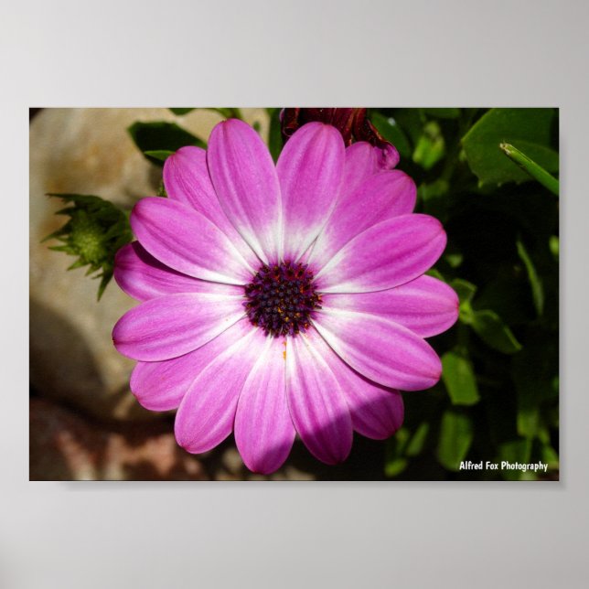 Purple African Daisy Flower Poster (Front)