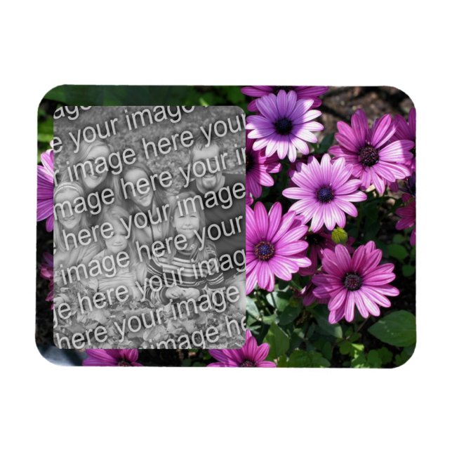 Purple African Daisy Flowers Frame Add Your Photo Magnet (Horizontal)
