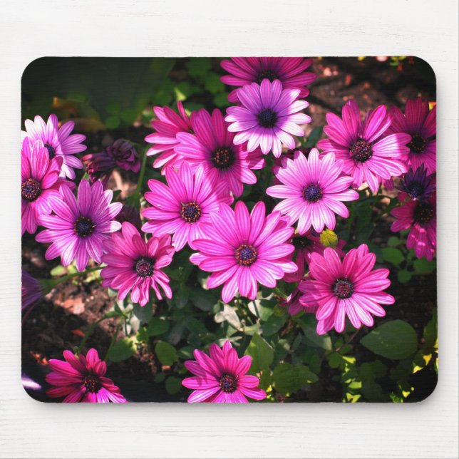 Purple African Daisy Flowers Mouse Pad (Front)