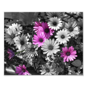 Purple African Daisy Flowers Partial Colour 8x10 Photo Print