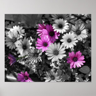 Purple African Daisy Flowers Partial Colour Poster