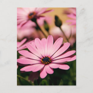 Purple African Daisy Photograph Postcard