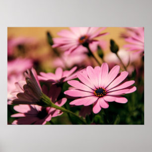 Purple African Daisy Photograph Poster