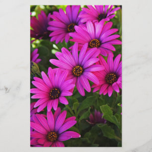 Purple African Daisy Photograph Stationery