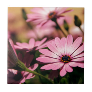 Purple African Daisy Photograph Tile