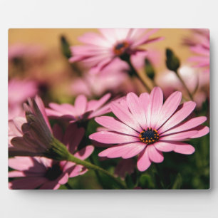 Purple African Daisy Plaque