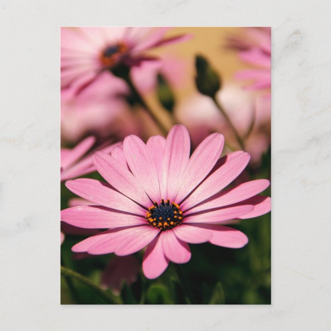 Purple African Daisy Postcard (Front)