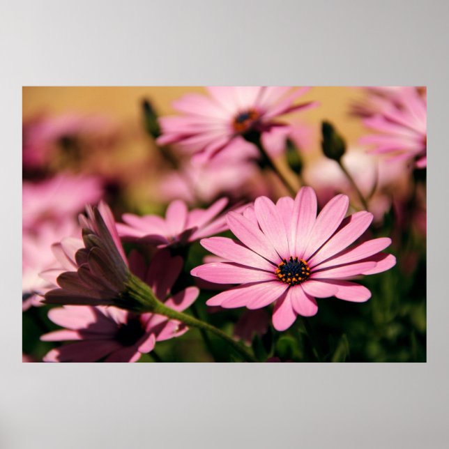Purple African Daisy Poster (Front)