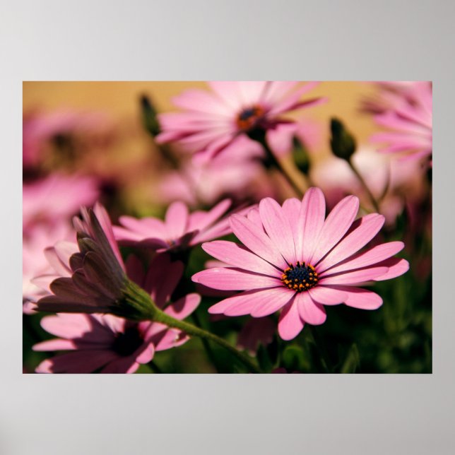 Purple African Daisy Poster (Front)