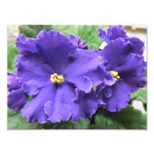 Purple African Violet Flowers Photo Print