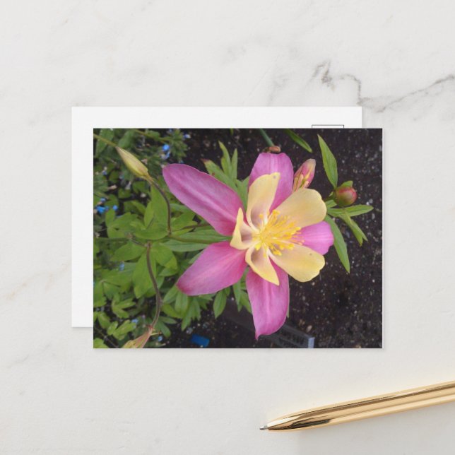 Purple Alaskan Flower  Postcard (Front/Back In Situ)