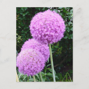 Purple Allium Flower Postcard