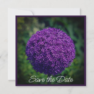 Purple Allium Flowers