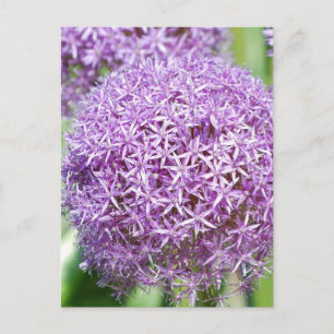 Purple Allium Flowers Postcard