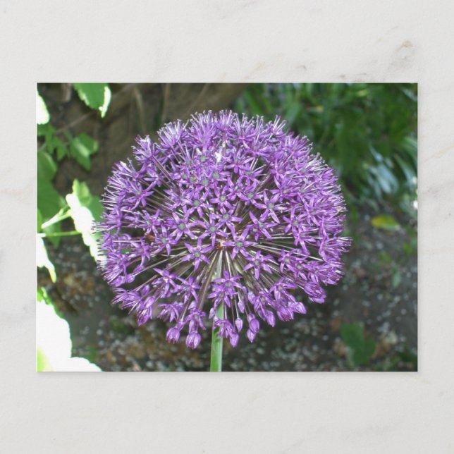 Purple Allium Postcard (Front)
