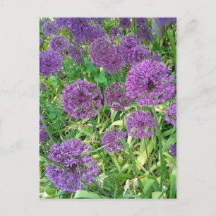 Purple Alliums Garden Flower Postcard