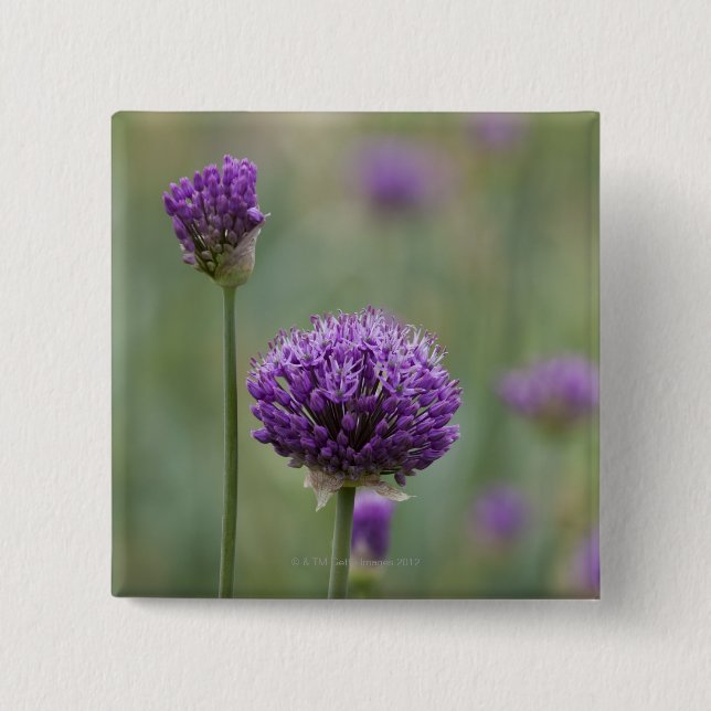 Purple Alliums with natural diffused background 15 Cm Square Badge (Front)