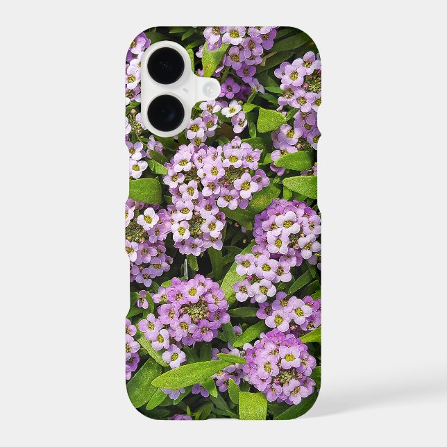 Purple Alyssum Blossoms (Back)