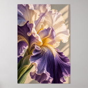 Purple and Cream Bearded Iris Close-Up Botanical W Poster