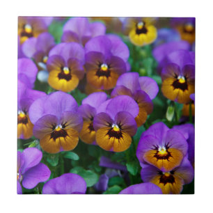Purple and Gold Pansies Ceramic Tile