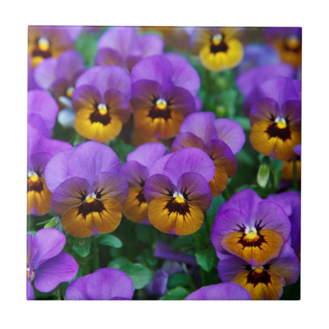 Purple and Gold Pansies Ceramic Tile (Front)