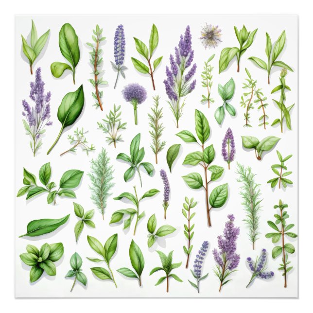 Purple and Green Herbs Photo Print (Front)