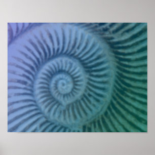 Purple and Green Spiral Ammonite Fossil Art Print