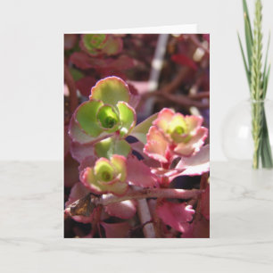 Purple and Green Succulent Plant Card