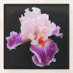 Purple and Pink Iris Glass Coaster