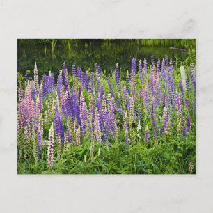 Purple and Pink Lupine Photograph Postcard