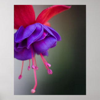 Purple and Red Fuchsia Flower Poster