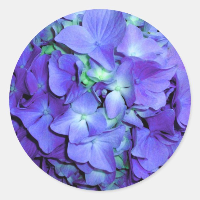 Purple and teal hydrangea, purple blue flowers  classic round sticker (Front)