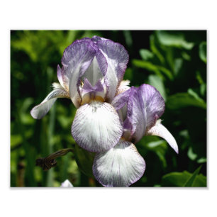 Purple And White Bearded Iris Flower Pair 8x10 Photo Print