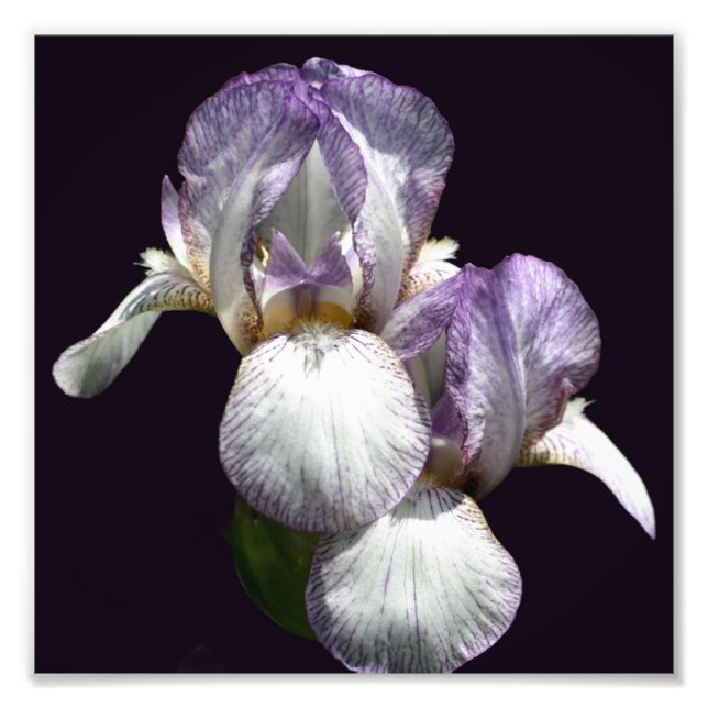 Purple And White Bearded Iris Flower Pair 8x8 Photo Print (Front)