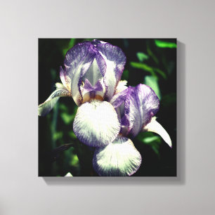 Purple And White Bearded Iris Flower Pair Canvas Print