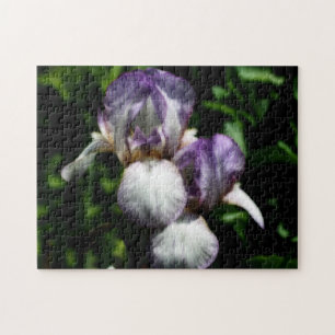 Purple And White Bearded Iris Flower Pair Jigsaw Puzzle