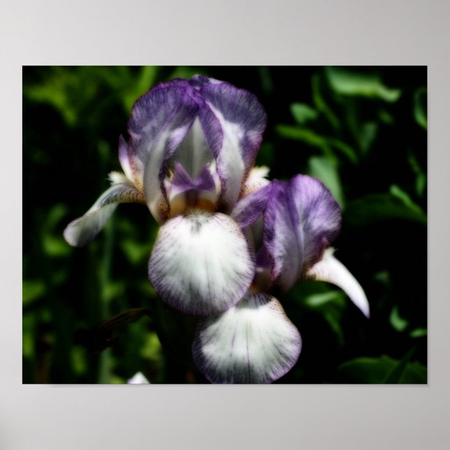 Purple And White Bearded Iris Flower Pair Orton  Poster (Front)