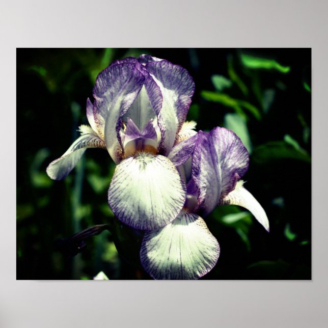 Purple And White Bearded Iris Flower Pair  Poster (Front)
