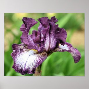 Purple And White Bearded Iris Flower Poster