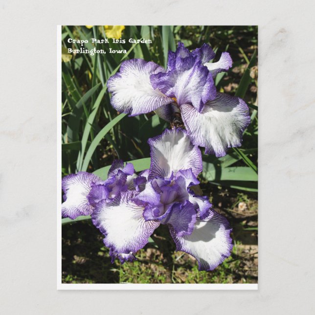 Purple and White Bearded Iris Postcard (Front)