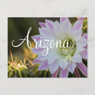 Purple and White cactus flower, Arizona Postcard