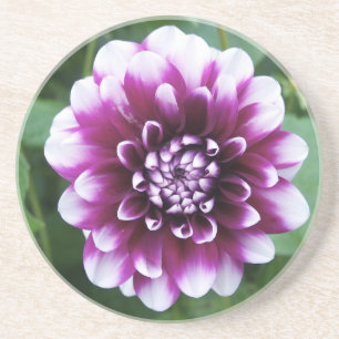 Purple and White Dahlia Coaster