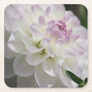 Purple and White Dahlia coaster
