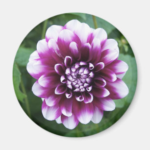Purple and White Dahlia Magnet