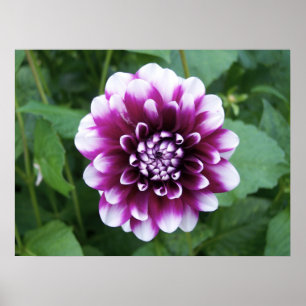 Purple and White Dahlia Poster