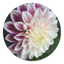 Purple and white dahlia sticker botanical wedding