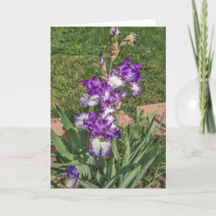 Purple and White Iris - Mother's Day, Get Well Card