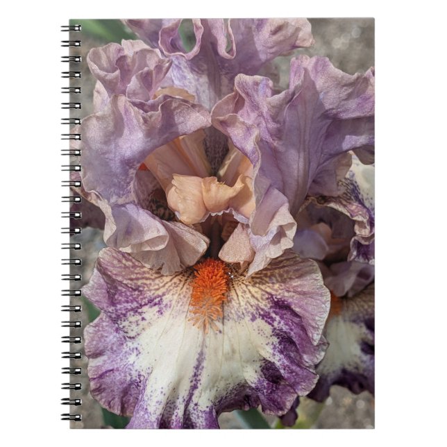 Purple and White Iris with Orange Beard Floral Notebook (Front)