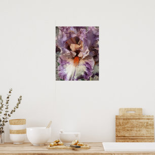 Purple and White Iris with Orange Beard Floral Poster